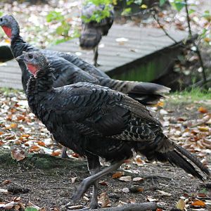 Wild turkeys