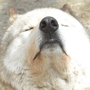 Eurasian grey wolf/Canis lupus lupus