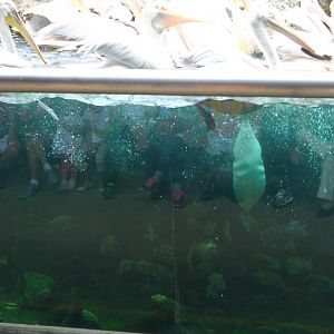 Pelican Cove - Feeding time