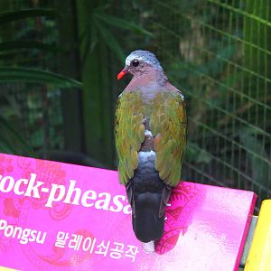 Southeast Asian Aviary - Emerald Dove