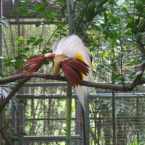 Window on Paradise - Lesser Bird of Paradise
