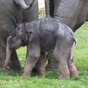 Elephant calf b.12/10/13