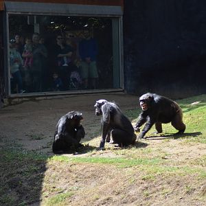 Chimpanzee Chaos