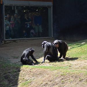 Chimpanzee Chaos
