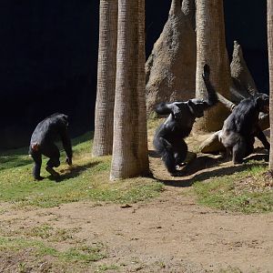 Chimpanzee Chaos