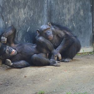Chimpanzee Chaos