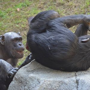 Chimpanzee Chaos