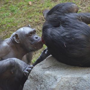 Chimpanzee Chaos