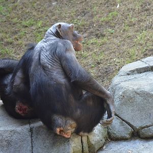 Chimpanzee Chaos