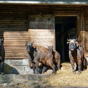 Budorcas taxicolol taxicolor