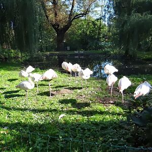 Phoenicopterus r. roseus