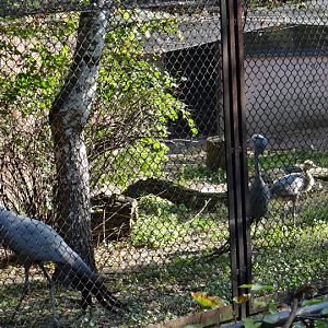 Anthropoides paradisea