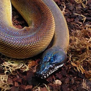 White Lipped Python