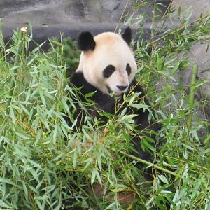 Giant Panda