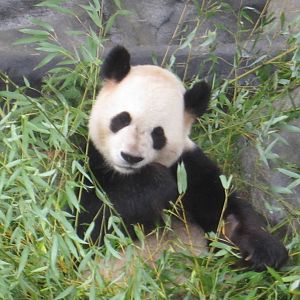 Giant Panda