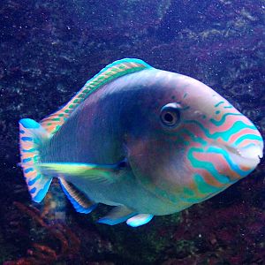 Thalassoma Quinquevittatum