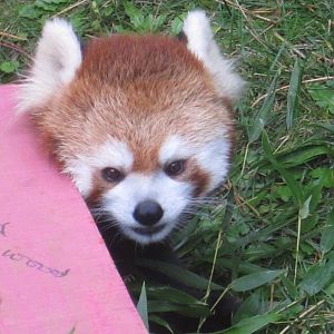 Red Panda