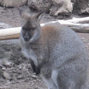 Red Necked Wallaby