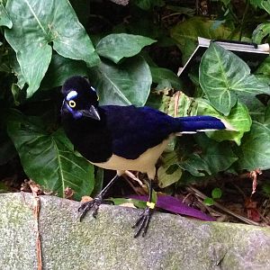 Plush Crested Jay