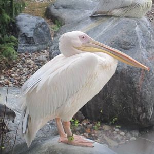 Great White Pelican