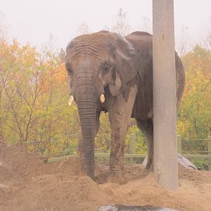 African Elephant In The Rain