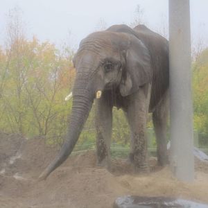African Elephant In The Rain