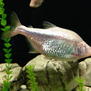 Blind Cave Characin