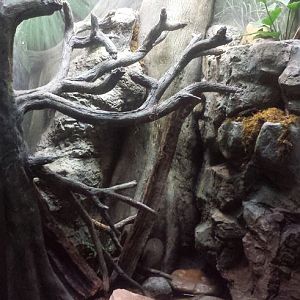 Oct. 2013 - The RainForest - Ornate Horned Frog Exhibit