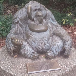 Oct. 2013 - The RainForest - Old Man of the Forest