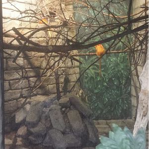 Oct. 2013 - The RainForest - Golden Lion Tamarin Exhibit