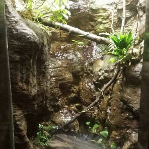 Oct. 2013 - The RainForest - Blue Poison Dart Frog Exhibit