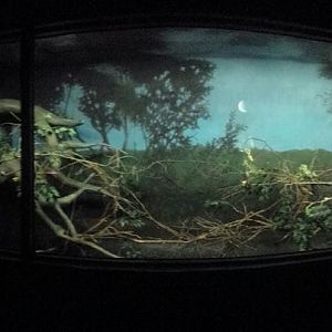 Oct. 2013 - The RainForest - Rodriguez + Straw-colored Flying Fox Exhibit