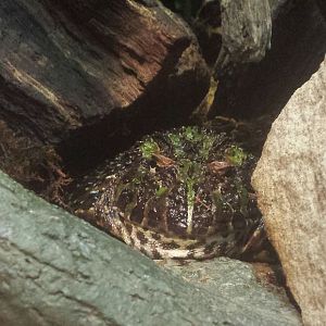 Oct. 2013 - The RainForest - Ornate Horned Frog