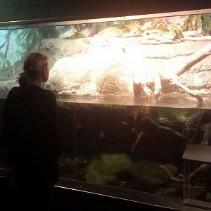 Oct. 2013 - The RainForest - Lower Forest Exhibit