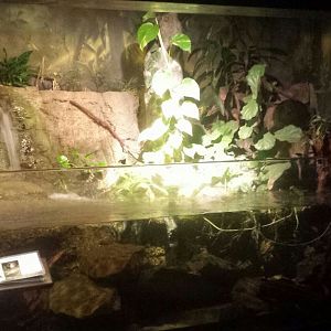 Oct. 2013 - The RainForest - Lower Forest Exhibit