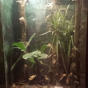 Oct. 2013 - The RainForest - Madagascar Leaf-tailed Gecko Exhibit