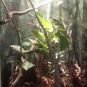 Oct. 2013 - The RainForest - Tiger Ratsnake Exhibit