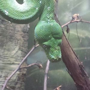 Oct. 2013 - The RainForest - Emerald Tree Boa
