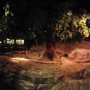 Oct. 2013 - The RainForest - Lower Forest Simulated Thunderstorm Exhibit