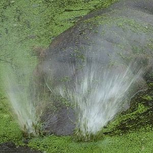 Hippo sneeze