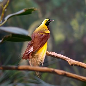 Lesser Bird-of-paradise in Everland zoo