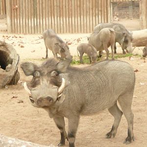 Warthog group