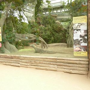 Komodo dragon