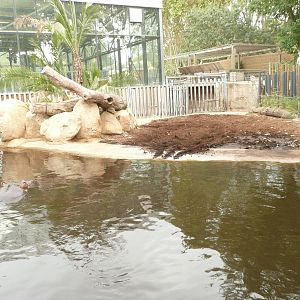New Common Hippo exhibit