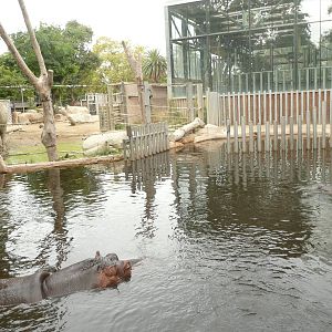 New Common Hippo exhibit