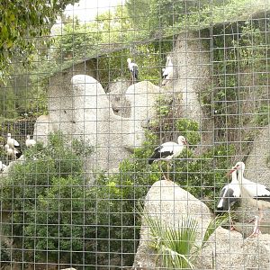 White stork aviary