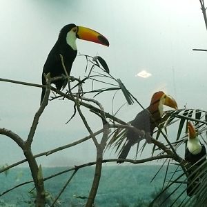 Toco toucan family