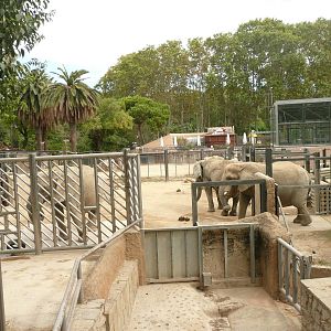 African elephants