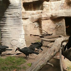 Southern ground hornbill family