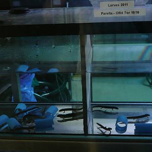 Montseny brook salamander breeding room